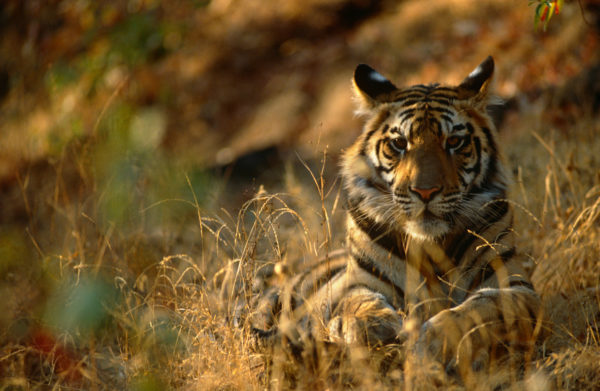 Bengal tiger resting {Panthera tigris tigris} Bandhavgarh National Park, Madhya Pradesh, India.
