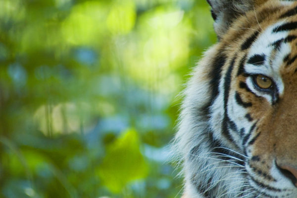 Siberian tiger (Panthera tigris altaica) half portrait, captive