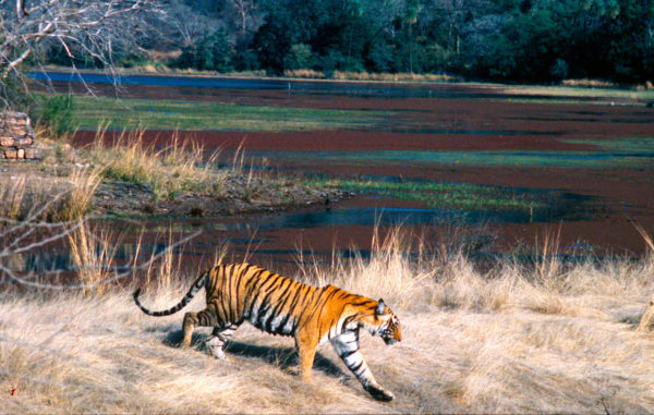 Panthera tigris tigris Indian tiger Female in the Ranthambore National Park Rajasthan, India