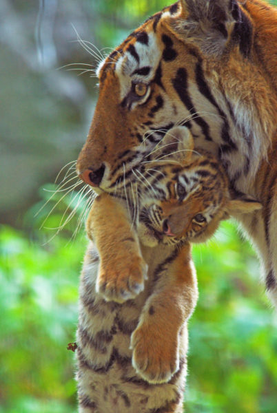 Siberian tiger (Panthera tigris altaica) carrying young cub in mouth, captive