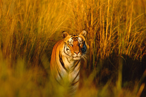 Bengal tiger portrait (Panthera tigris tigris) Bandhavgarh NP, Madhya Pradesh, India. In the past 100 years, wild tiger numbers have plummeted by over 95%, to as few as 3,200. WWF is working with others to protect and increase tiger populations by; connecting fragmented areas of habitat so tigers can move between them, strengthening community and authority anti-poaching patrols, establishing programmes to increase prey numbers, and improving enforcement to reduce poaching and illegal trade.