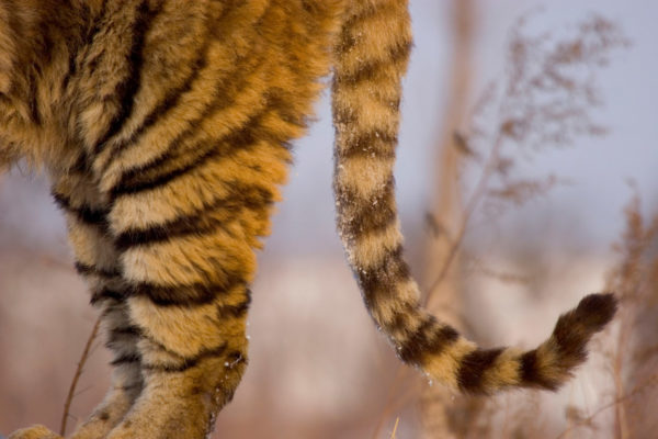 Close up of tail and rear legs of Siberian tiger (Panthera tigris altaica) captive, China
