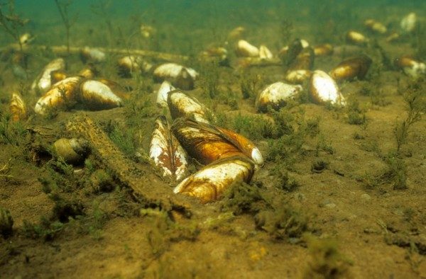 Freshwater-mussels-on-a-lake-bottom-North-America-600x394