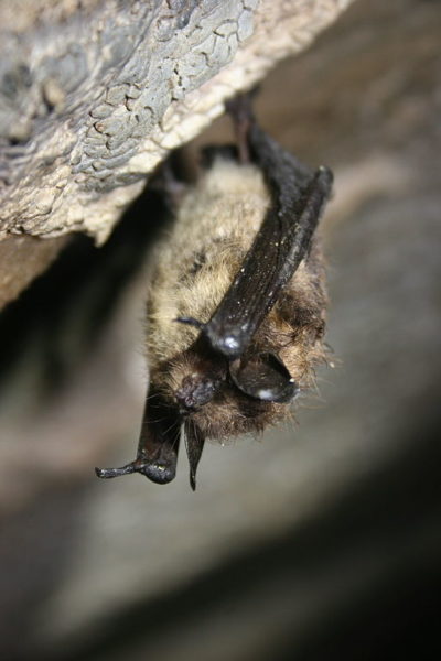 Little brown bat. By U.S. Fish and Wildlife Service Headquarters (Healthy little brown bat Uploaded by Dolovis) [CC BY 2.0 (https://creativecommons.org/licenses/by/2.0)], via Wikimedia Commons