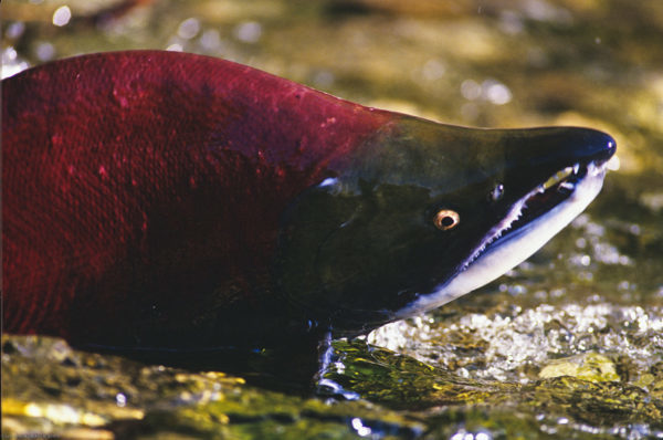 A Sockeye salmon (Oncorhynchus nerka), part of the annual migration, in the Adams River, British Columbia, Canada.