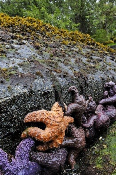 Sea stars (Asteroidea sp) clinging to rocks at the tide line in Douglas Channel in the Great Bear Rainforest, British Columbia, Canada