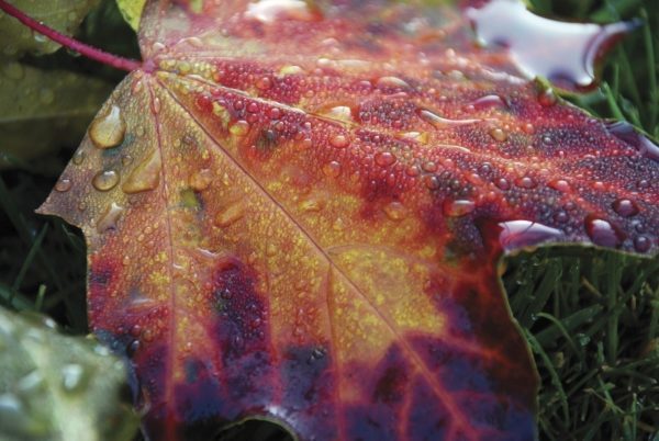 Rain drops on a maple leaf in autumn, British Columbia, Canada.