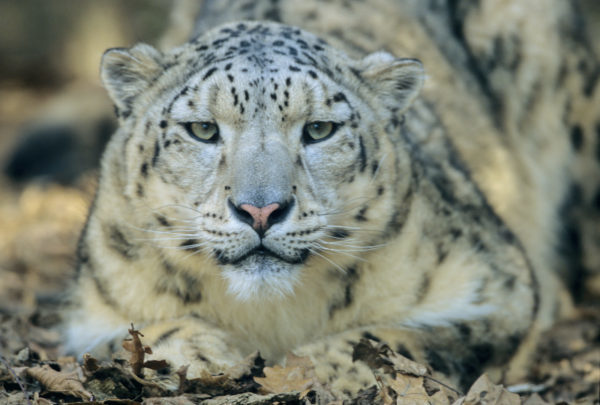 Snow Leopard (Uncia Uncia) in Asia, China.