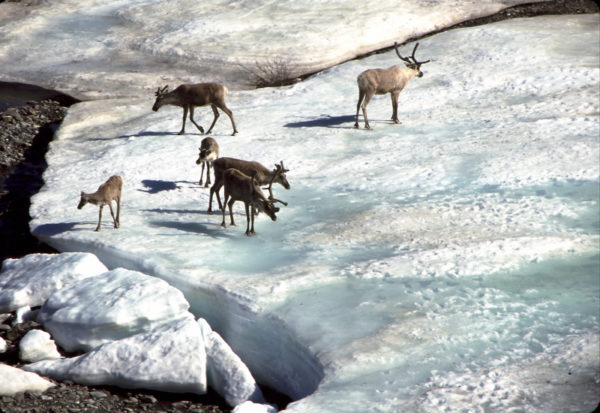 Caribou (Rangifer tarandus) on river ice. © Ken MADSEN / WWF-Canada
