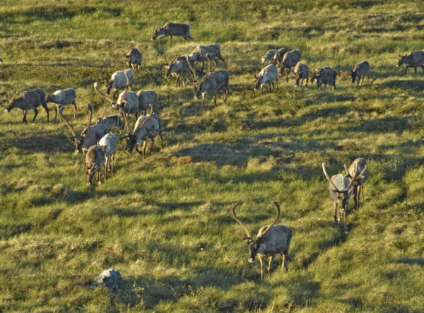A Herd of barren-ground caribou (Rangifer tarandus) near the Back River, Northwest Territories, Canada.