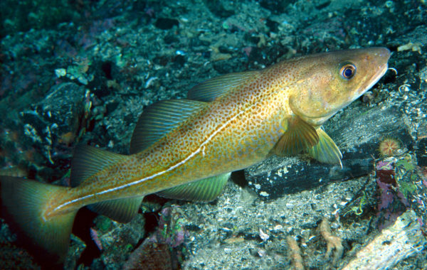 Atlantic cod (Gadus morhua) © Erling Svensen / WWF