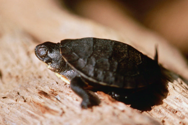 Blanding's turtle (Emydoidea blandingii) on a log, North America.
