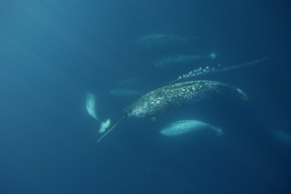 Male Narwhal (Monodon monoceros) gathering en masse to eat cod in the spring at the Arctic Bay floe edge in Lancaster Sound, Nunavut, Canada.