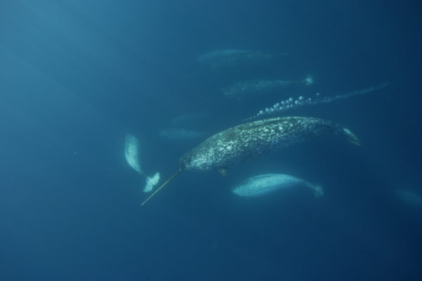 Male Narwhal (Monodon monoceros) gathering en masse to eat cod in the spring at the Arctic Bay floe edge in Lancaster Sound, Nunavut, Canada. © Paul Nicklen/National Geographic Stock / WWF-Canada
