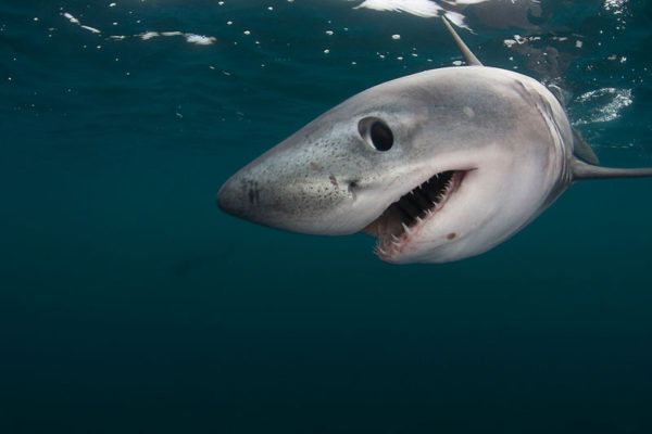 A third of sharks, rays and skates are estimated to be threatened with extinction primarily because of overfishing. © naturepl.com / Doug Perrine / WWF