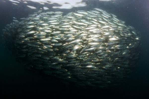 Pacific herring (Clupea pallasii) swim in a large ball for safety in numbers in the Strait of Georgia, British Columbia, Canada. © National Geographic Stock /Paul Nicklen / WWF-Canada