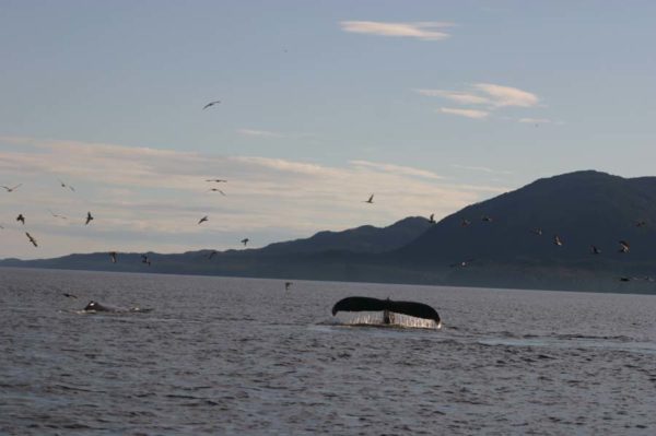 Humpback whales feed on herring in Gitga’at territory in northern BC. © Catharine Tunnacliffe / WWF-Canada