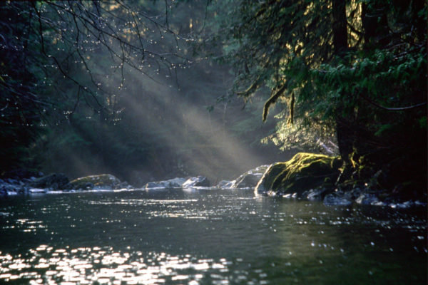 Sunlight over the stream and forest at Tofino Creek, British Columbia, Canada. © Mark HOBSON / WWF-Canada