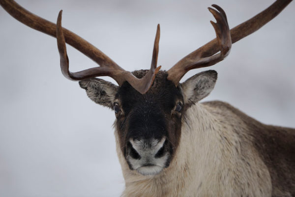 Reindeer (Rangifer tarandus). © Wild Wonders of Europe /Munier / WWF