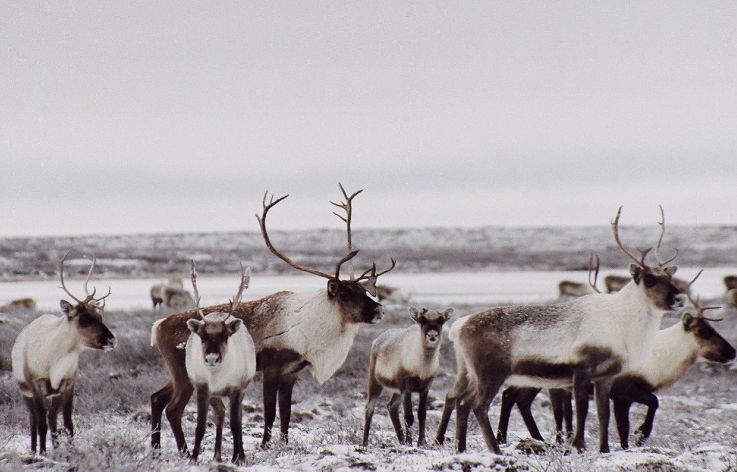 Barren-ground caribou herd. © Don Russell