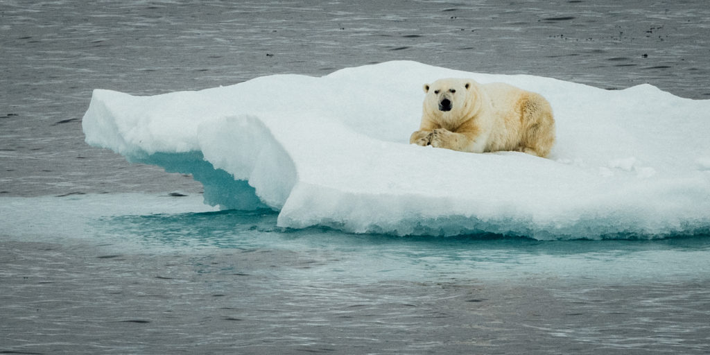 Ours polaire dans le détroit de Lancaster. © Martin Lipman
