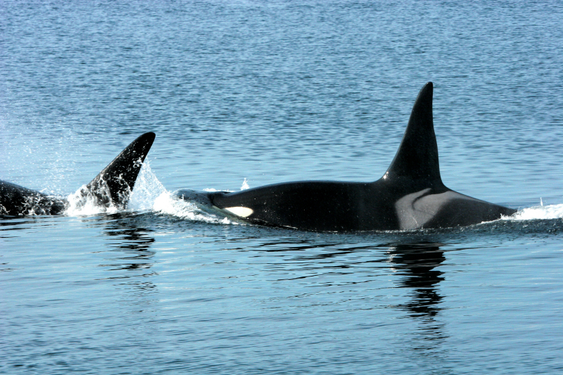 Deux épaulards, ou orques (Orcinus orca), dans l'océan Pacifique, au large de la Colombie-Britannique, Canada. 