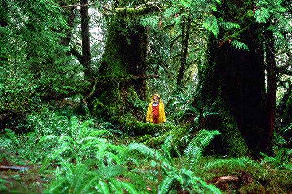 A child in yellow raincoat looking up at temperate rainforest trees in Clayoquot Valley, British Columbia, Canada.