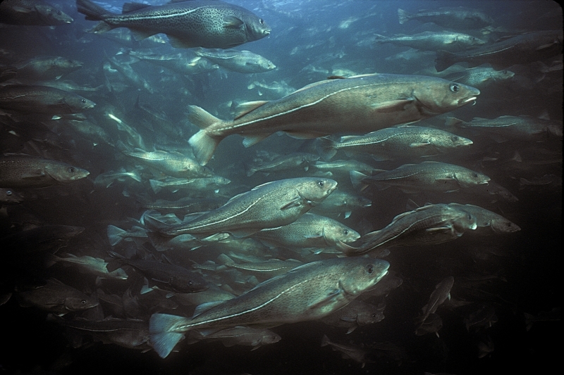 Aquaculture de morue de l'Atlantique (Gadus morhua), Terre-Neuve, Canada.