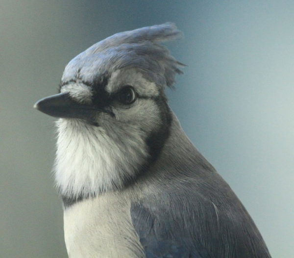 Close up of the head of a blue jay (Cyanocitta cristata), Halifax, Nova Scotia, Canada