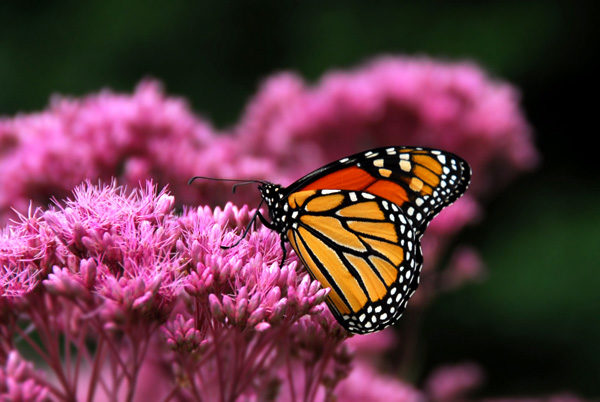 monarch-on-pink-flower
