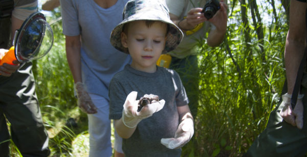 Child releases snapping turtle hatching © Roger Hallett / WWF-Canada 