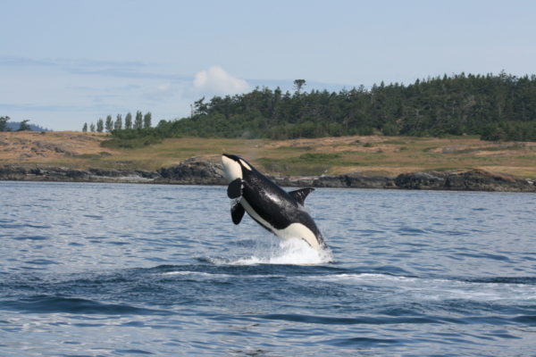 A southern resident Killer whale (Orcinus orca) leaping out of the waters of Haro Strait, British Columbia