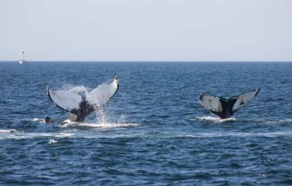 Humpback whales show their flukes in the Bay of Fundy