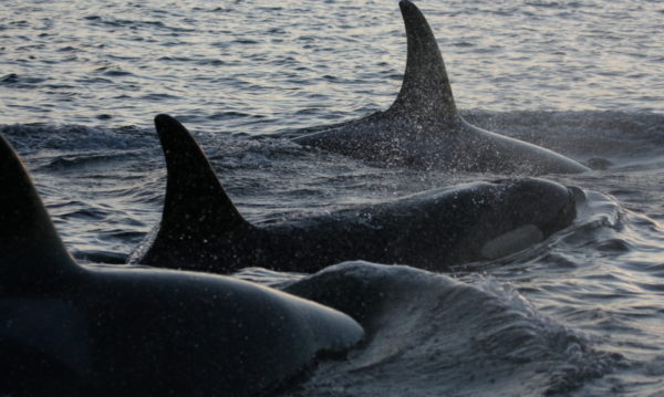 Close up of three southern resident Killer whales (Orcinus orca) moving through the waters at Active Pass, British Columbia, Canada