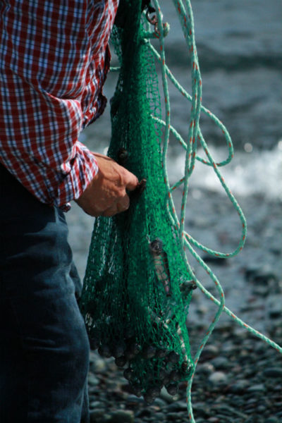 Collecting capelin in a net during capelin rolling season in Newfoundland © Steph Nicholl / WWF-Canada