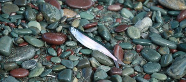 Capelin after spawning on a beach in Newfoundland © Steph Nicholl / WWF-Canada
