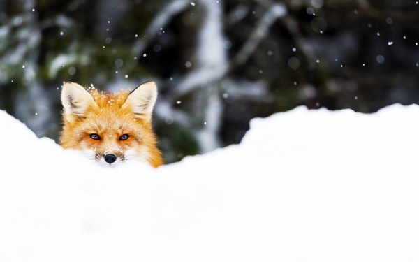 This striking red fox in Jacques Cartier Park was by far our February fave.