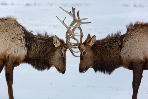 Two elks
