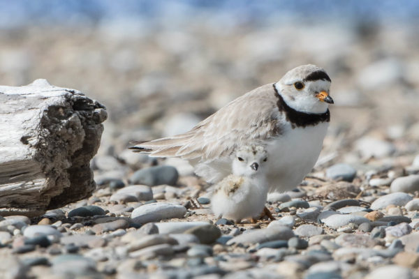 Great Lakes Piping Plover