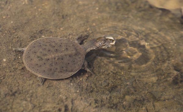 Young spiny softshell turtle