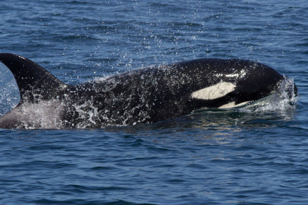 Southern resident orca swimming 