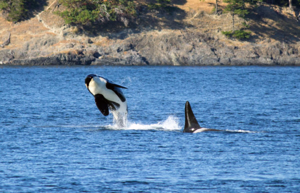 Southern resident killer whale breaching