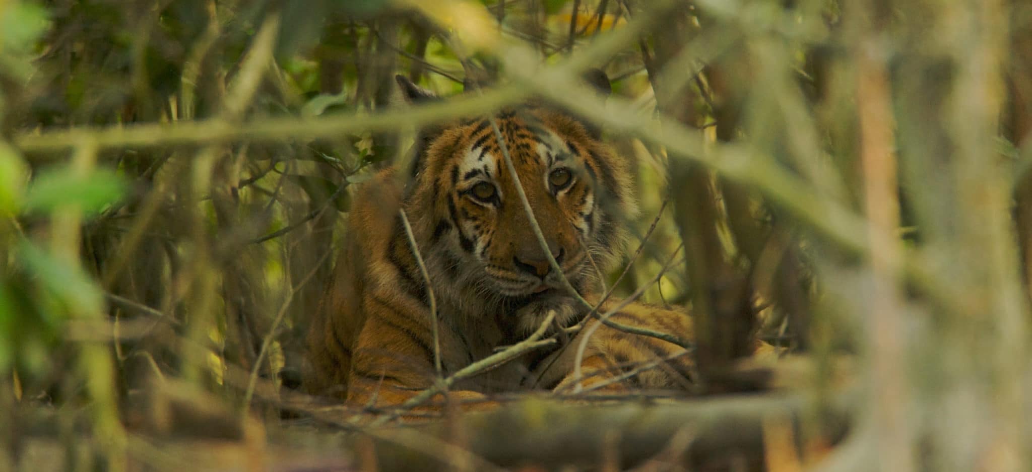 Habitat-Range – The Bengal Tiger
