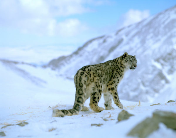 Snow leopard in mountains. © naturepl.com / Reinhard / ARCO / WWF