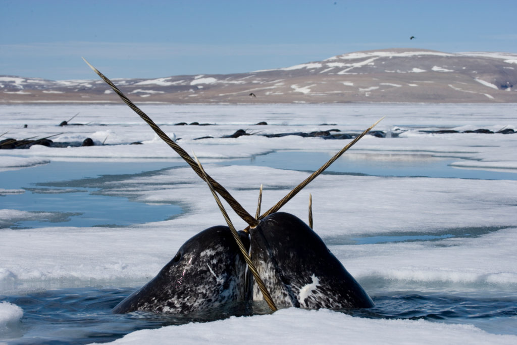 4 Arctic species that depend on ice 