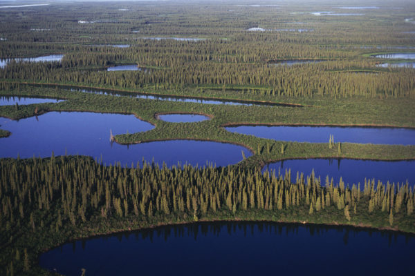 Aerial view of Taiga forest and wetlands, Mackenzie river delta, Inuvik, Northwest Territories, Canada, © Staffan Widstrand / WWF