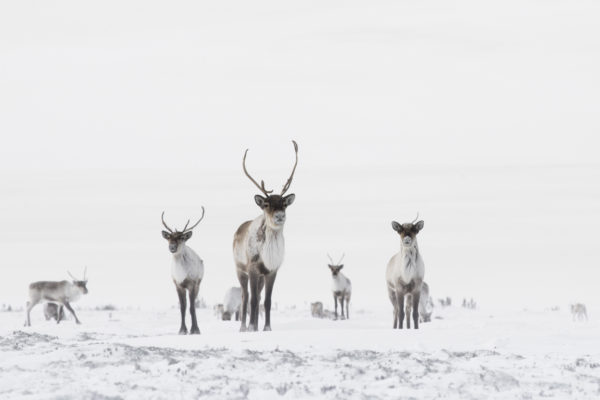 Caribou herd in winter