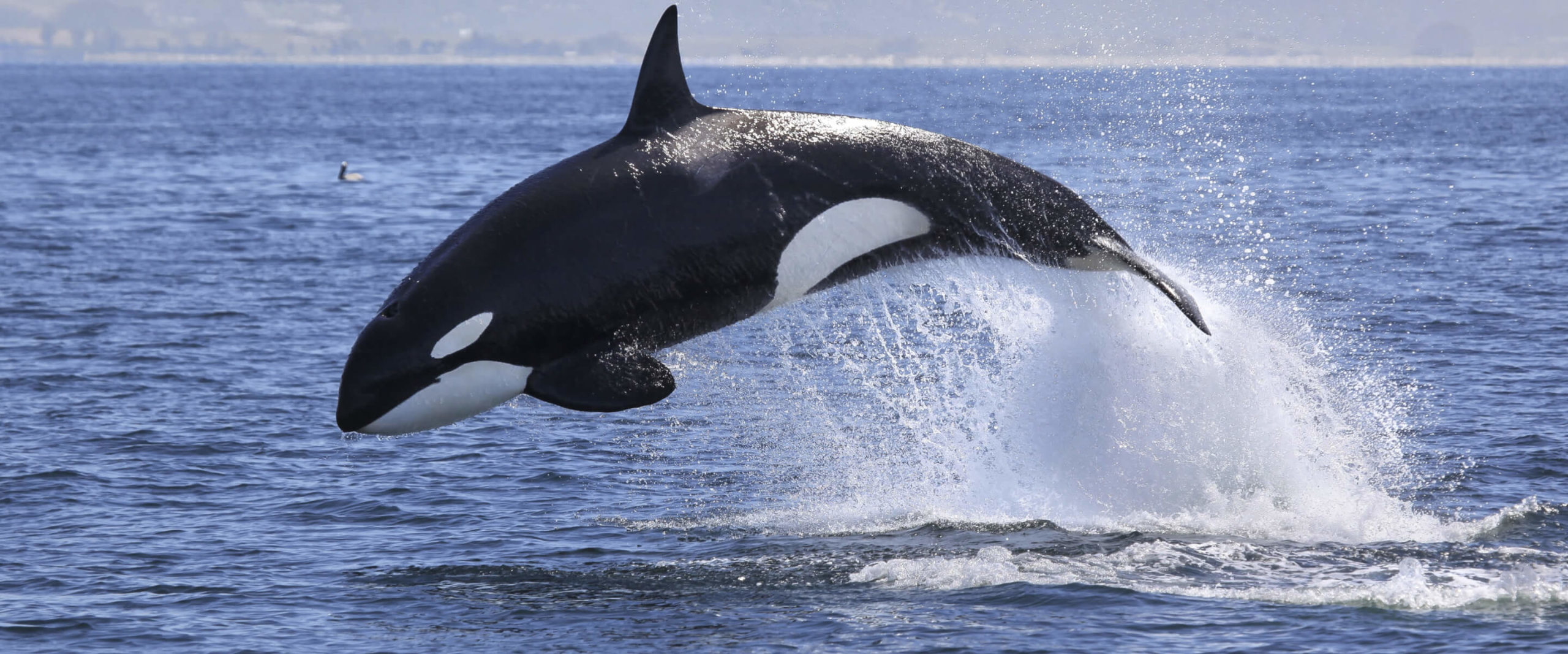 Southern Resident Killer Whale jumping in water