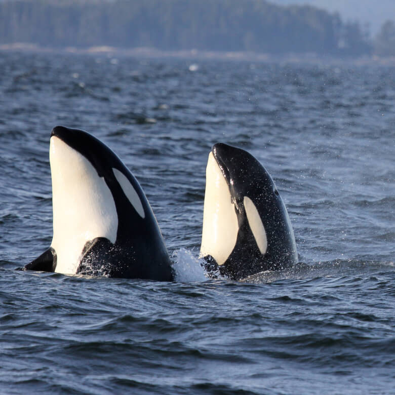 Two Southern Resident Killer Whales poking their heads out of the water