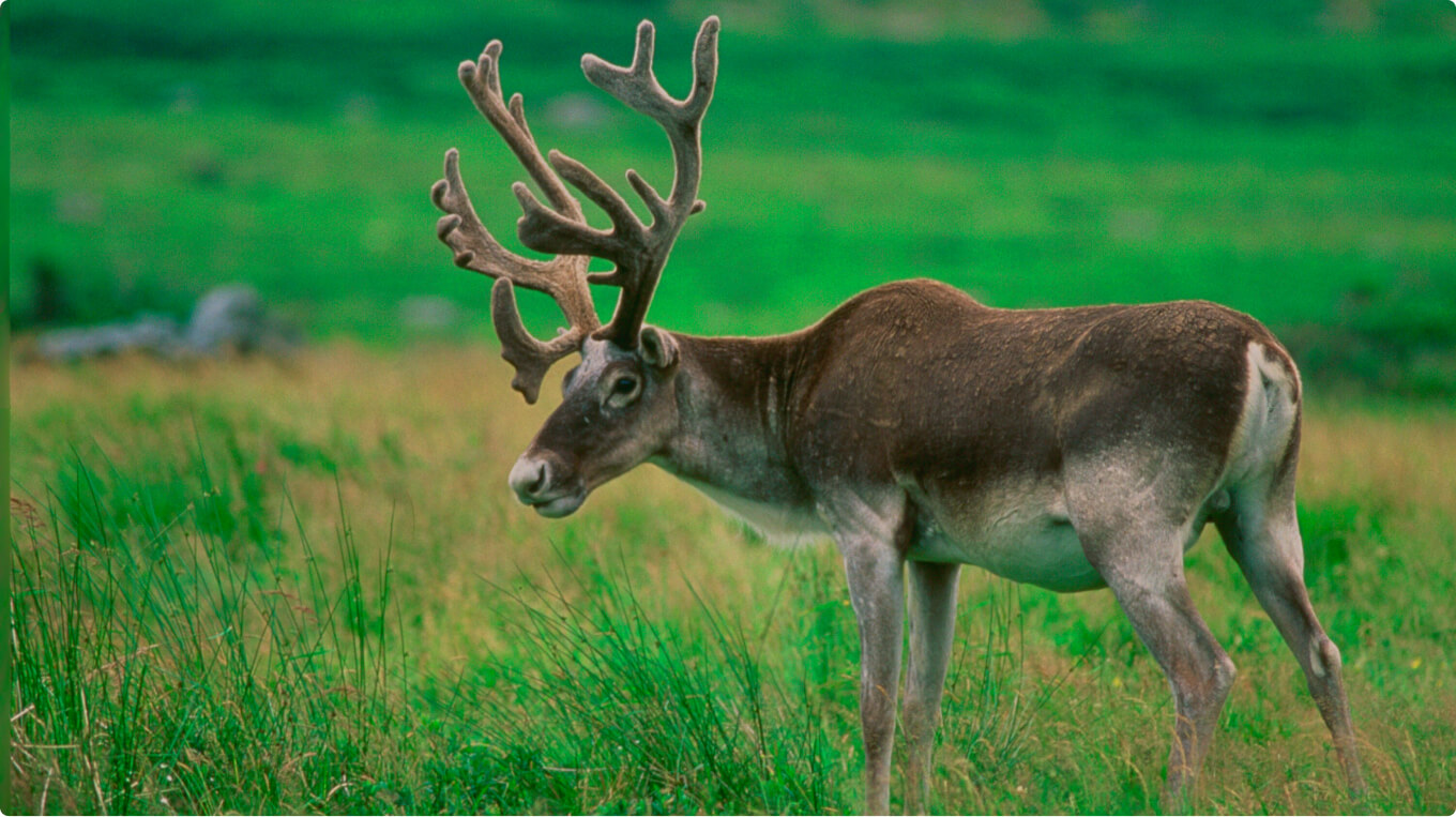 Image of a caribou standing in grassy field.